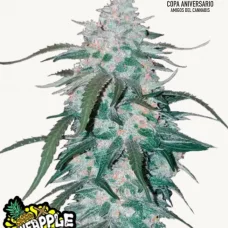 PINEAPPLE EXPRESS Auto